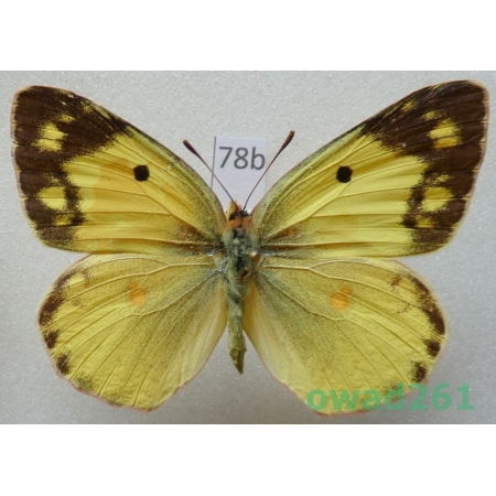 Colias erate (Esper, 1805) female Tadjikistan78b